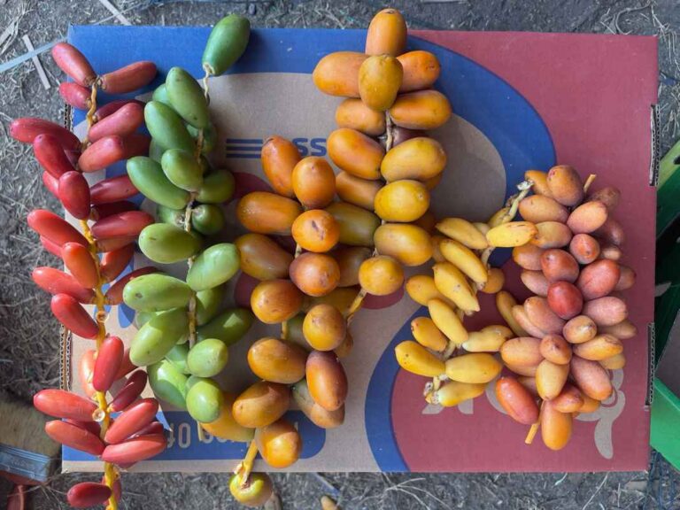 Kurma Supplier